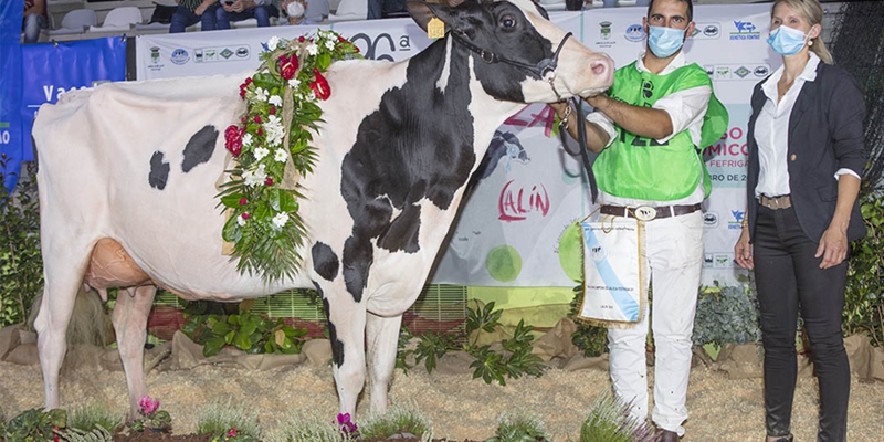 Rey 814 Beemer Yuri, Vaca Gran Campeona de Galicia 2021