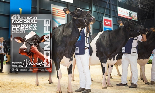 Todo preparado para el 41� Concurso Nacional de la Raza Frisona CONAFE 2021