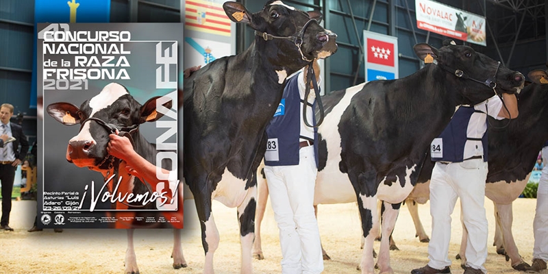 Todo preparado para el 41� Concurso Nacional de la Raza Frisona CONAFE 2021