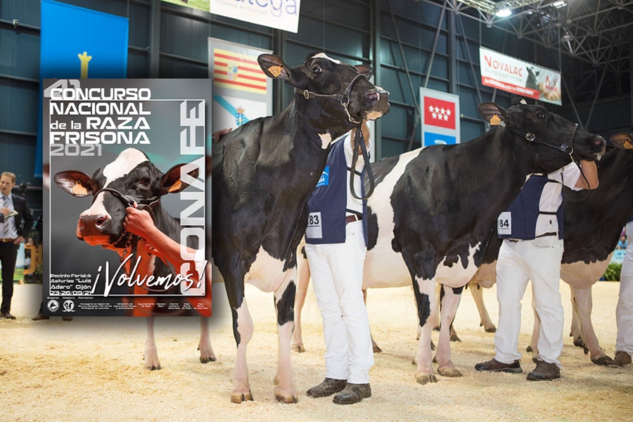 Todo preparado para el 41� Concurso Nacional de la Raza Frisona CONAFE 2021