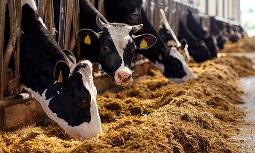 El papel del aceite de palma y sus cidos grasos en la nutricin animal