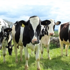 Los ganaderos lácteos españoles endurecerán las protestas