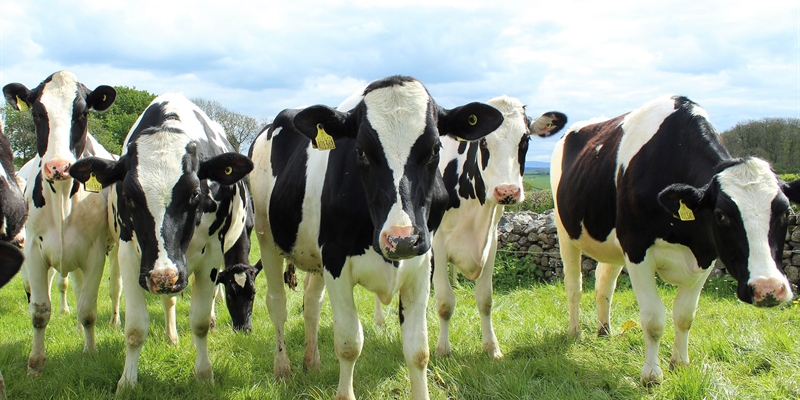 Los ganaderos lácteos españoles endurecerán las protestas
