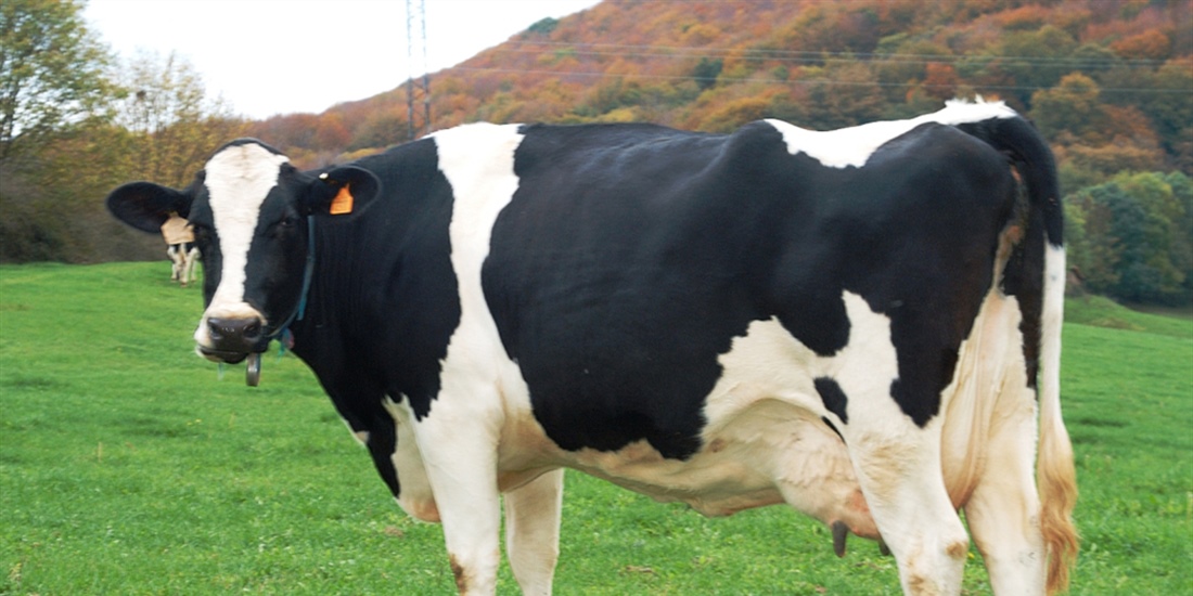 Uni�n de Uniones acusa a Lactalis de ahogar y arruinar al ganadero de leche