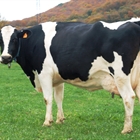 Unin de Uniones acusa a Lactalis de ahogar y arruinar al ganadero de leche