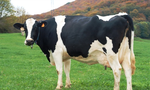 Unin de Uniones acusa a Lactalis de ahogar y arruinar al ganadero de leche