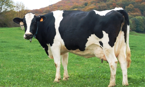 Unin de Uniones acusa a Lactalis de ahogar y arruinar al ganadero de leche