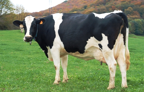 Unin de Uniones acusa a Lactalis de ahogar y arruinar al ganadero de leche