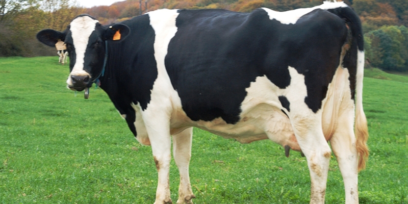 Unin de Uniones acusa a Lactalis de ahogar y arruinar al ganadero de leche