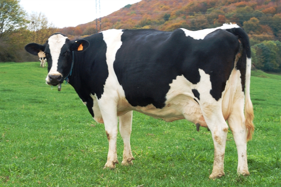 Unin de Uniones acusa a Lactalis de ahogar y arruinar al ganadero de leche