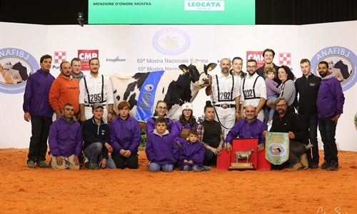 Dotti Silver Wanda, Campeona Frisona absoluta del Nacional italiano