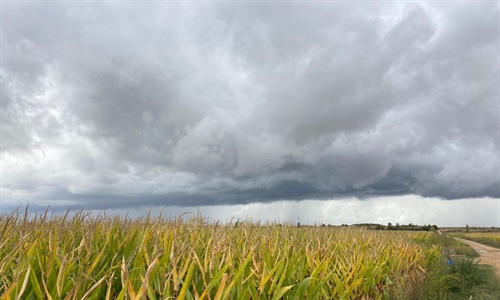 Aprobado el Plan de Seguros Agrarios Combinados para 2022