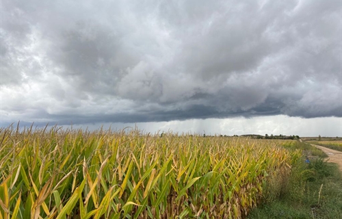 Aprobado el Plan de Seguros Agrarios Combinados para 2022