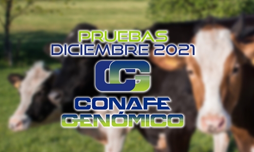 Nuevas pruebas CONAFE + MACE y GMACE Diciembre 2021