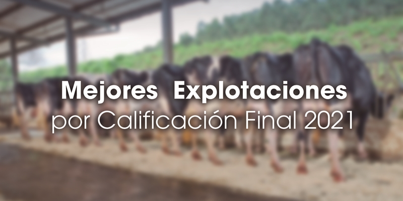 Mejores Explotaciones por Calificacin Final