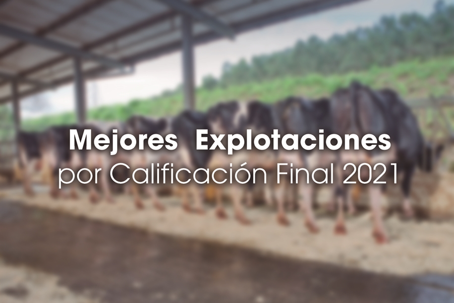 Mejores Explotaciones por Calificacin Final