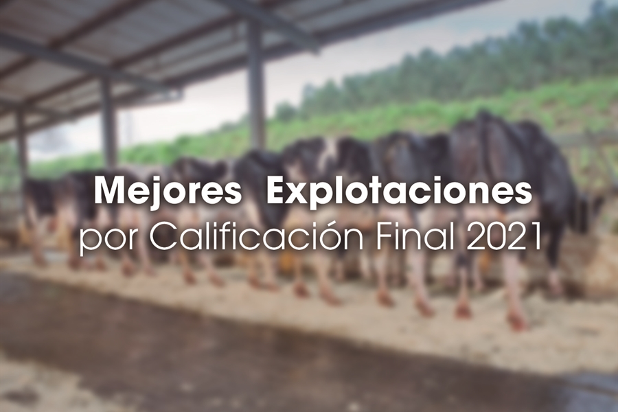 Mejores Explotaciones por Calificacin Final