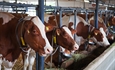 Sale a consulta pública la modificación de la normativa de los contratos en el sector lácteo