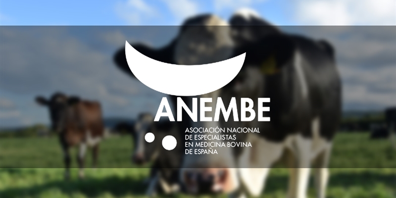 Veterinarios en medicina bovina garantizan la calidad de la carne española