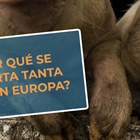 #RealidadGanadera CESFAC: Por qu se importa tanta soja en Europa?