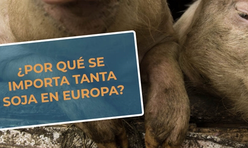 #RealidadGanadera CESFAC: Por qu se importa tanta soja en Europa?