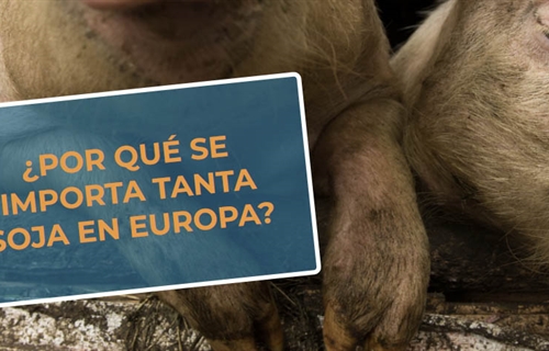#RealidadGanadera CESFAC: Por qu se importa tanta soja en Europa?