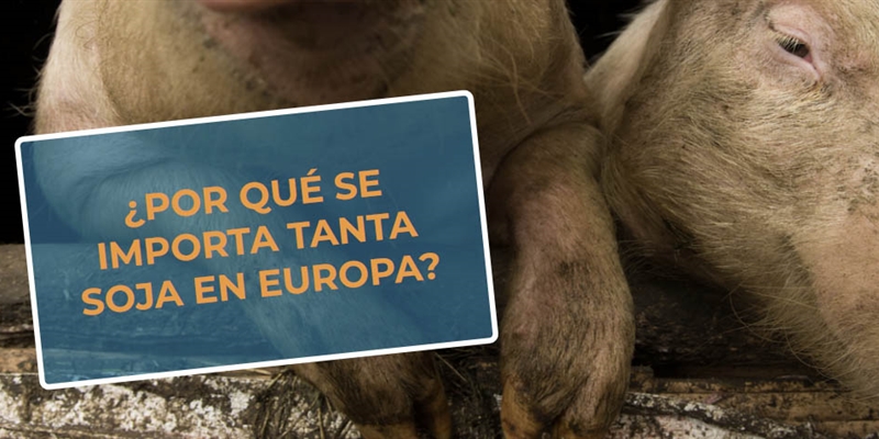 #RealidadGanadera CESFAC: Por qu se importa tanta soja en Europa?