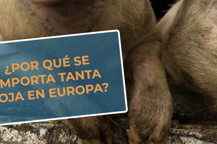 #RealidadGanadera CESFAC: ¿Por qué se importa tanta soja en Europa?