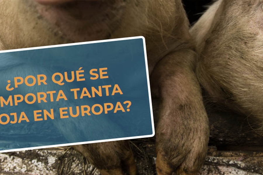 #RealidadGanadera CESFAC: Por qu se importa tanta soja en Europa?