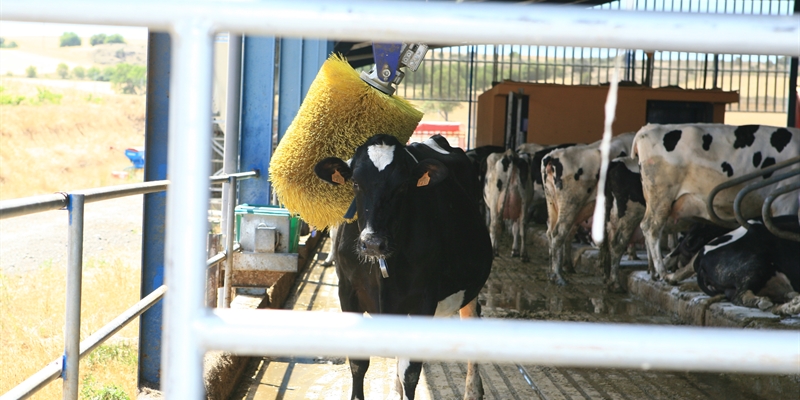 Nuevo borrador del “Proyecto de Real Decreto por el que se establecen normas básicas de ordenación de las granjas bovinas”