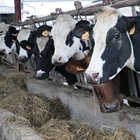 Cantabria, Asturias, Galicia y Castilla y Len reclaman una herramienta de clculo de costes de produccin de la leche