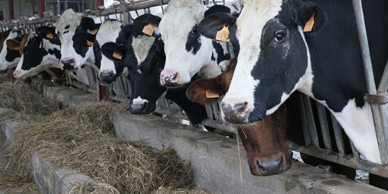 Cantabria, Asturias, Galicia y Castilla y Len reclaman una herramienta de clculo de costes de produccin de la leche