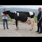 Descubre en este vdeo cmo se califica una vaca frisona