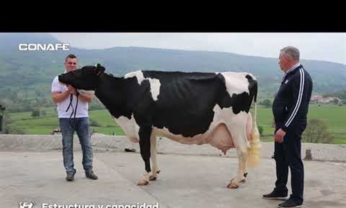Descubre en este vdeo cmo se califica una vaca frisona
