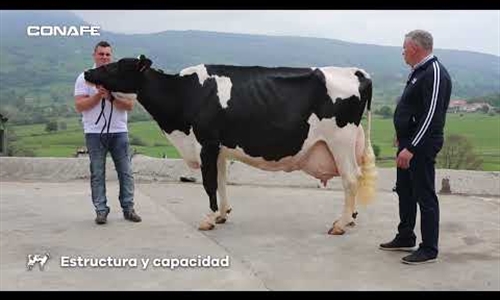 Descubre en este vídeo cómo se califica una vaca frisona