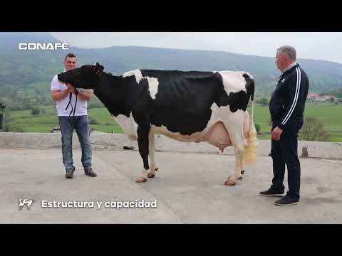 Descubre en este vdeo cmo se califica una vaca frisona