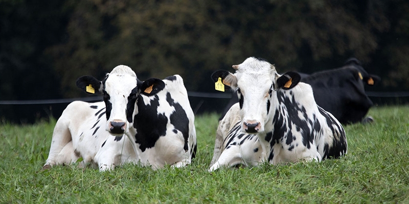 La Xunta insta a un acuerdo nacional para incrementar los precios de los contratos con una prima de 4 cntimos por litro de leche