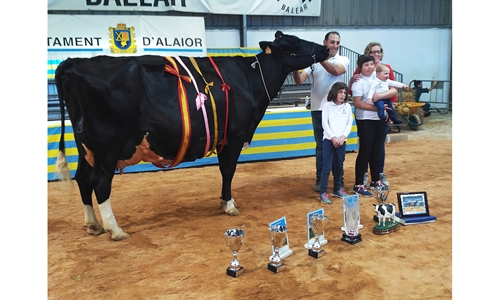 34 Concurso Morfolgico de Ganado Bovino Frisn de Menorca 2022