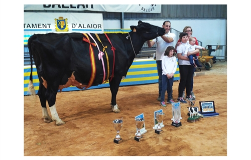 34 Concurso Morfolgico de Ganado Bovino Frisn de Menorca 2022