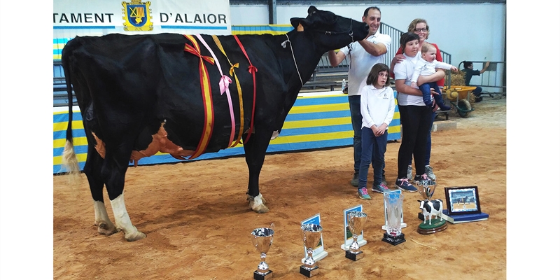 34 Concurso Morfolgico de Ganado Bovino Frisn de Menorca 2022