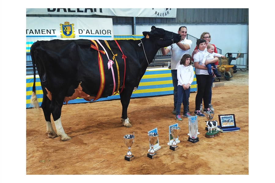 34 Concurso Morfolgico de Ganado Bovino Frisn de Menorca 2022
