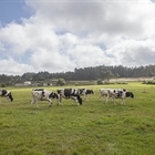 Galicia traslada al MAPA sus demandas para que acte de inmediato a favor de la viabilidad del sector lcteo