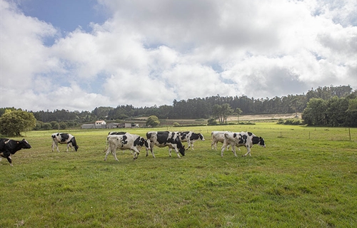 Galicia traslada al MAPA sus demandas para que acte de inmediato a...