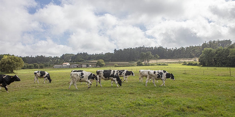 Galicia traslada al MAPA sus demandas para que acte de inmediato a favor de la viabilidad del sector lcteo