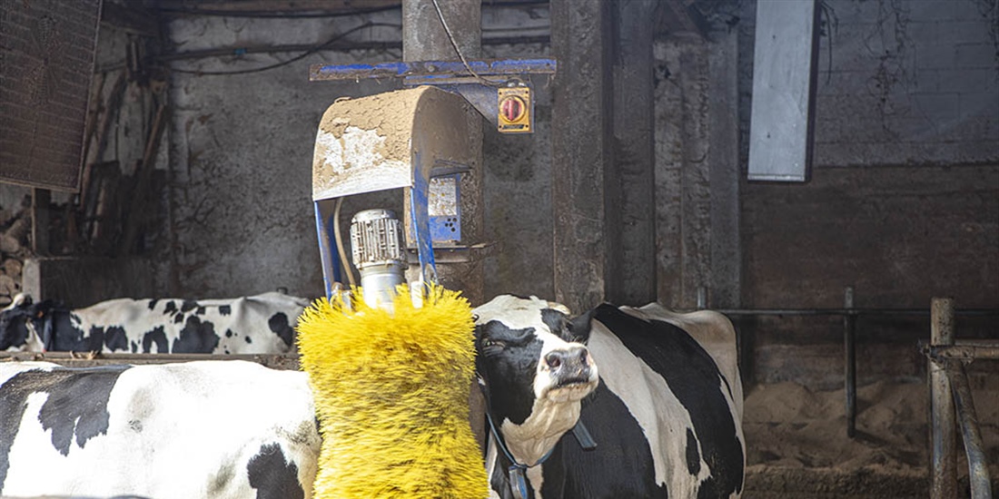 La Unin Europea aprueba un aditivo alimentario para reducir el metano...