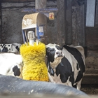 La Unin Europea aprueba un aditivo alimentario para reducir el metano que emiten las vacas sin afectar a la produccin