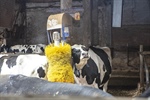 La Unin Europea aprueba un aditivo alimentario para reducir el metano que emiten las vacas sin afectar a la produccin