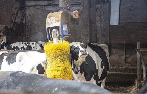 La Unin Europea aprueba un aditivo alimentario para reducir el metano...