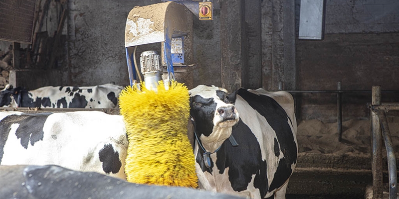 La Unin Europea aprueba un aditivo alimentario para reducir el metano que emiten las vacas sin afectar a la produccin