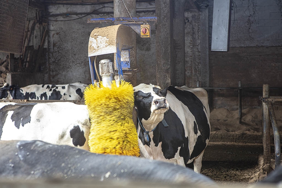 La Unin Europea aprueba un aditivo alimentario para reducir el metano...